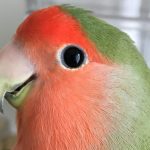 アバター